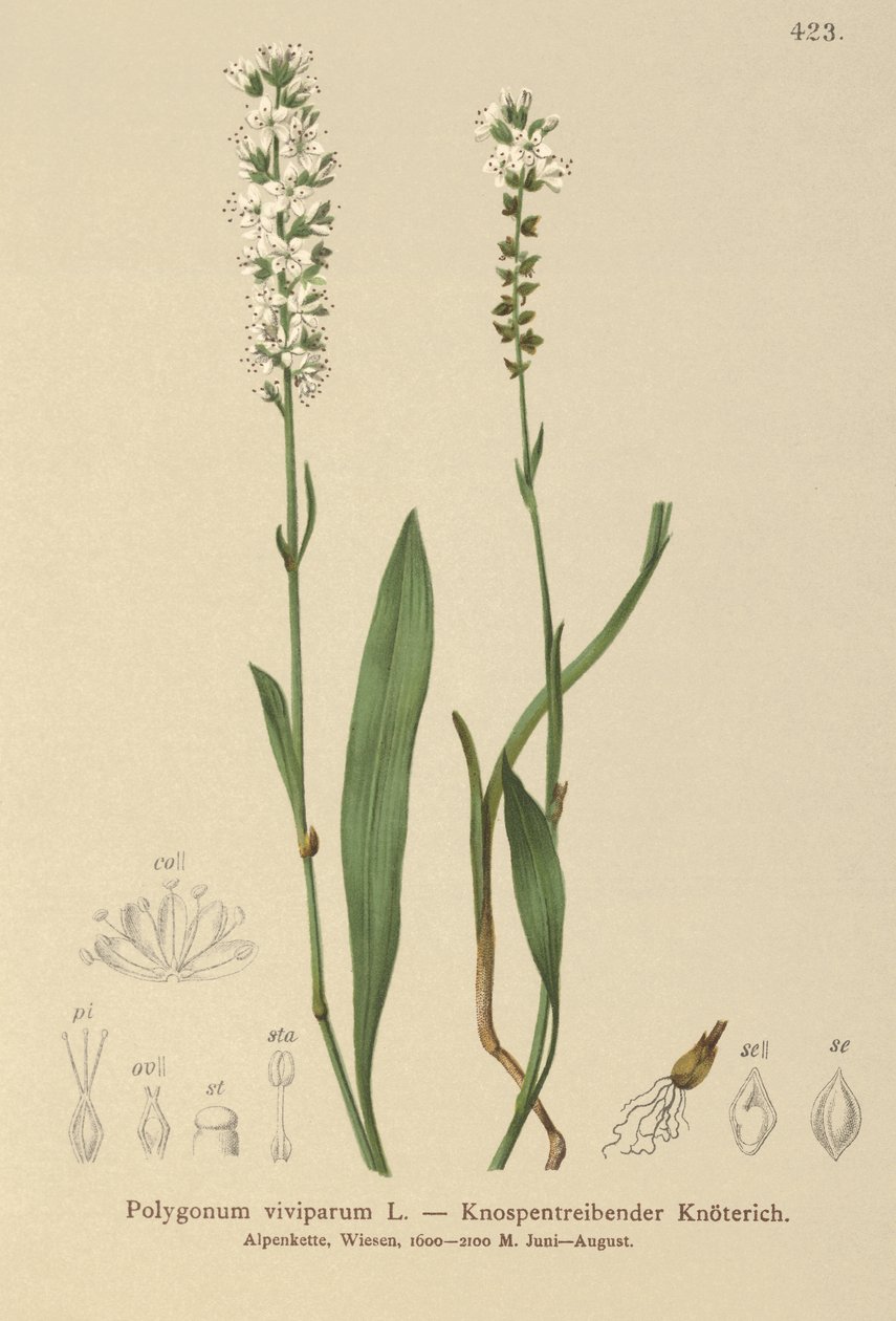 Alpesi bistort (Bistorta vivipara, Polygonum viviparum, Persicaria vivipara) alkotó: German School