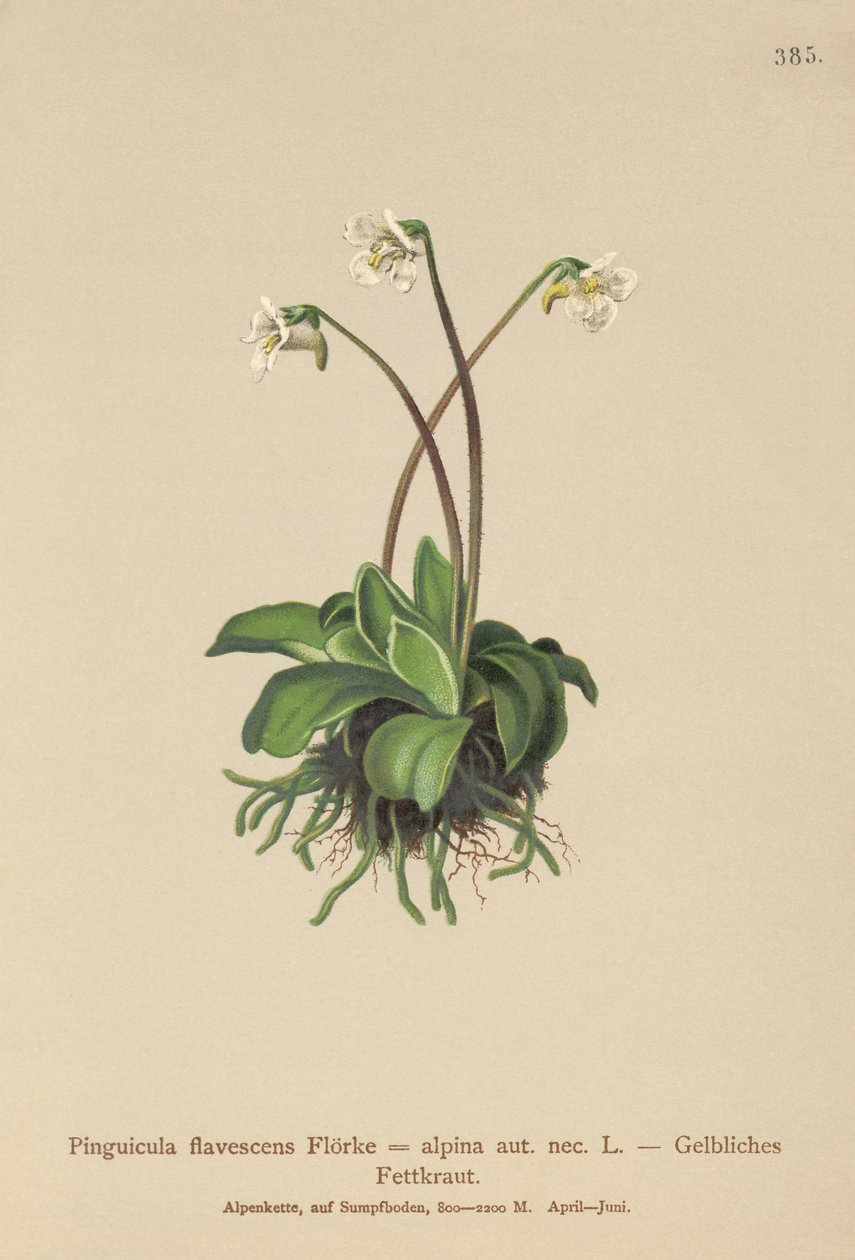 Alpesi vajfű (Pinguicula flavescens, Pinguicula alpina) alkotó: German School