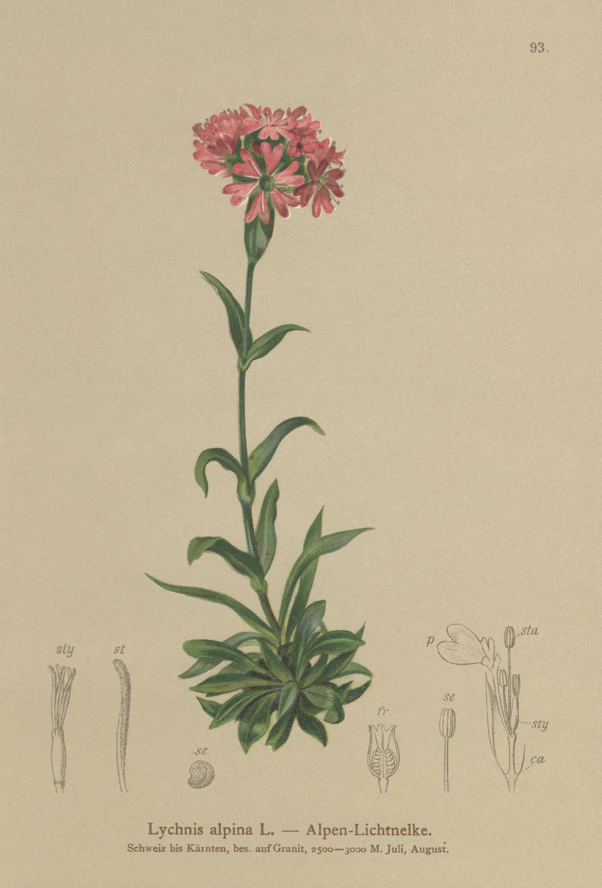 alpesi légy (Lychnis alpina, Silene suecica) alkotó: German School
