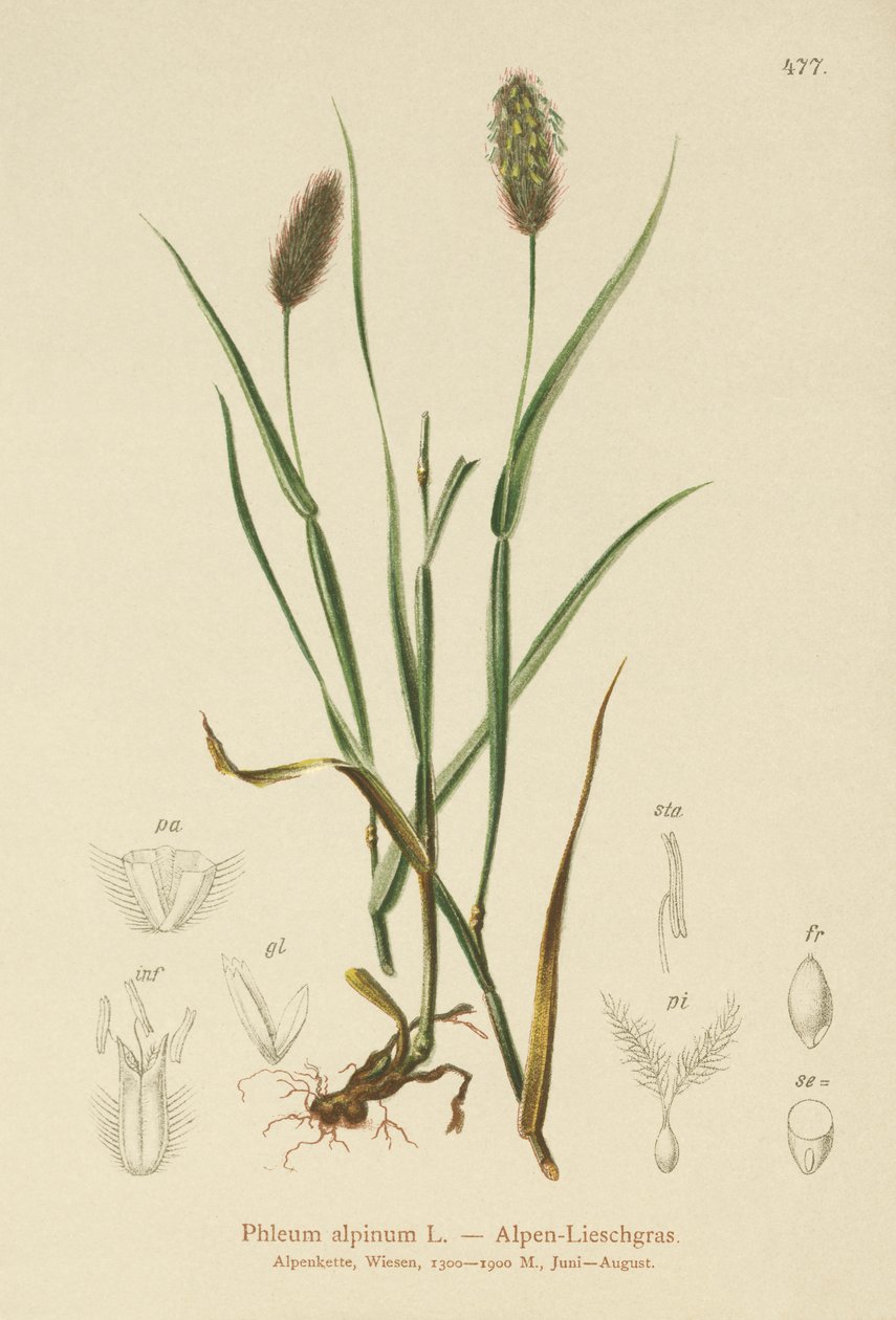 alpesi macskafarkú (Phleum alpinum) alkotó: German School