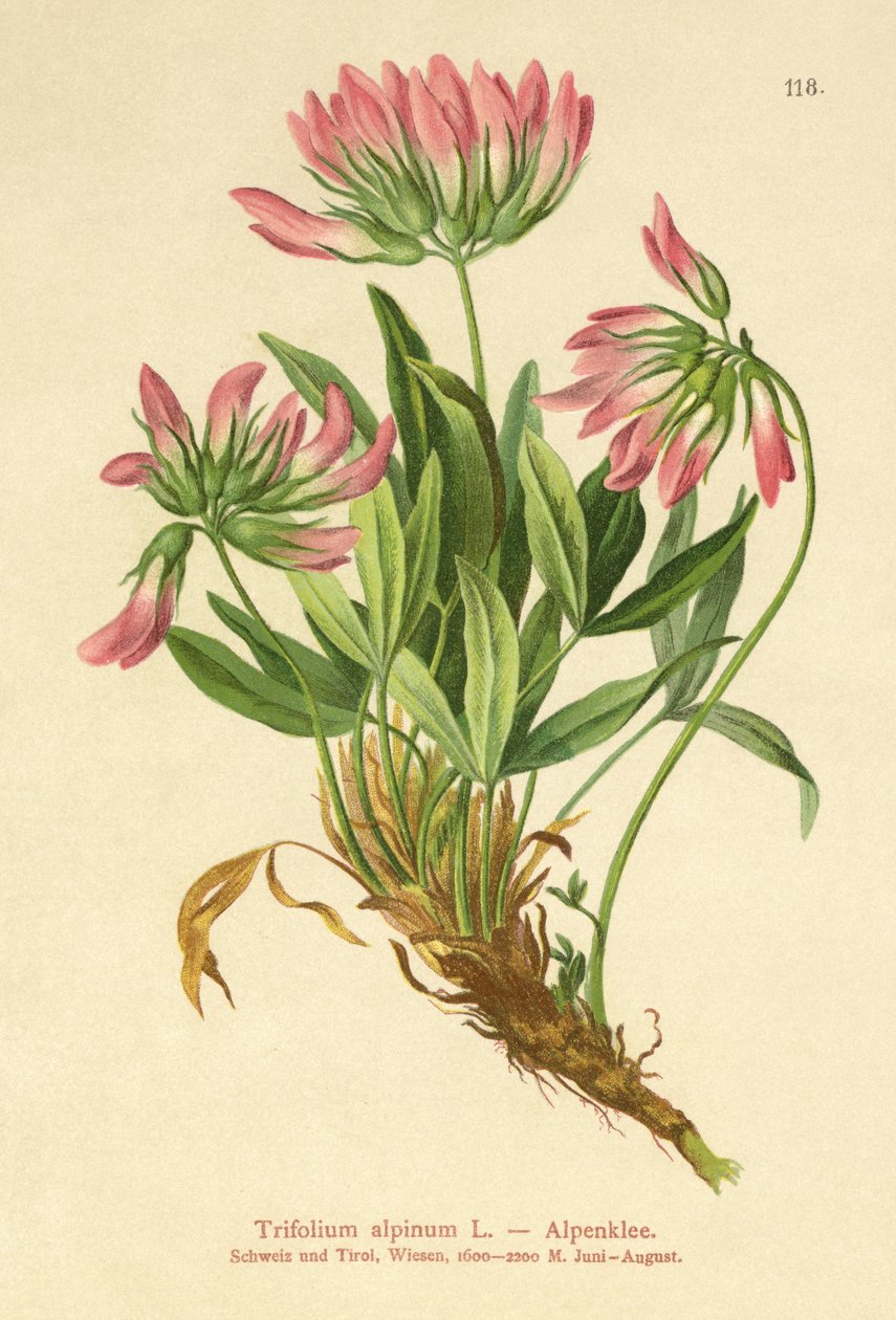 Alpesi lóhere (Trifolium alpinum) alkotó: German School
