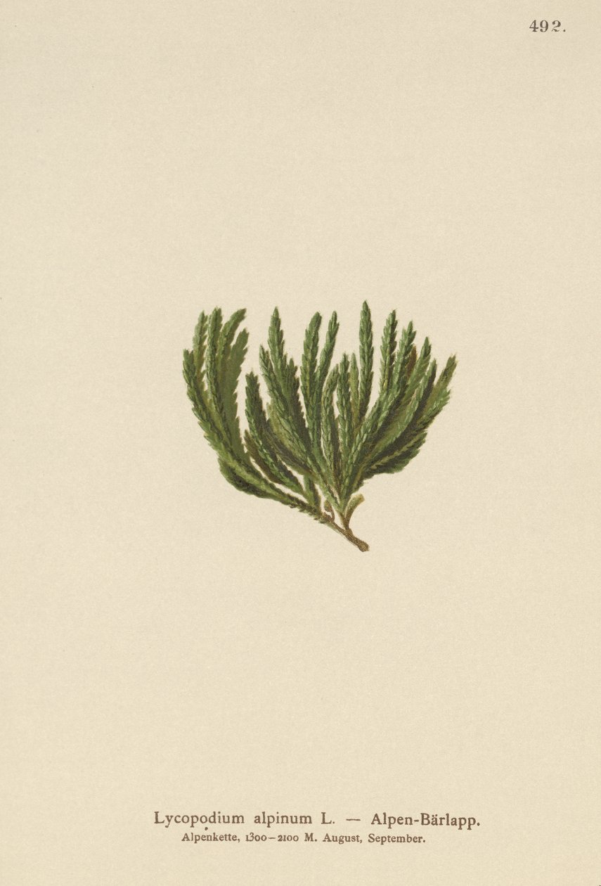 Alpesi moha (Lycopodium alpinum, Diphasiastrum alpinum) alkotó: German School