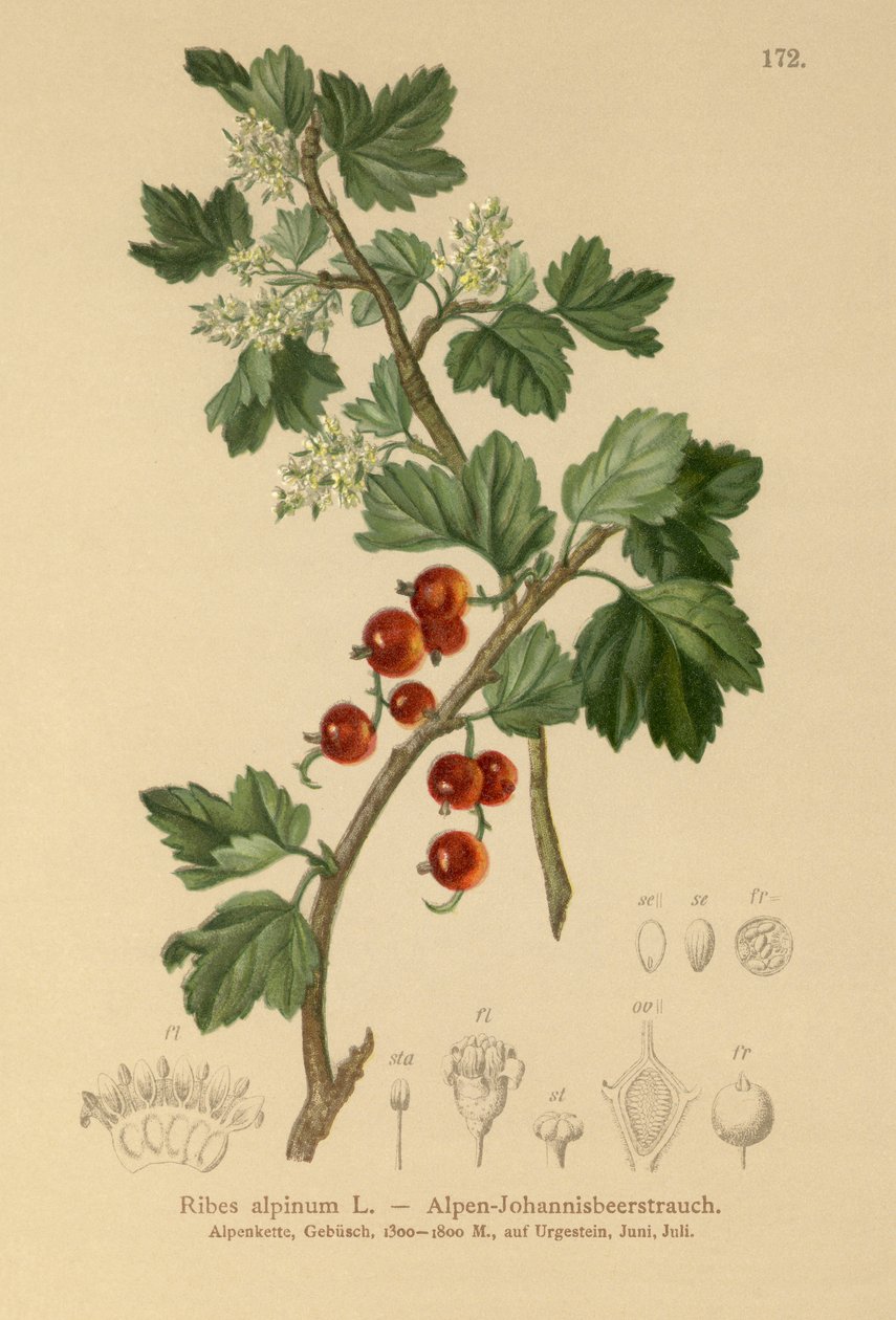 alpesi ribizli (Ribes alpinum) alkotó: German School