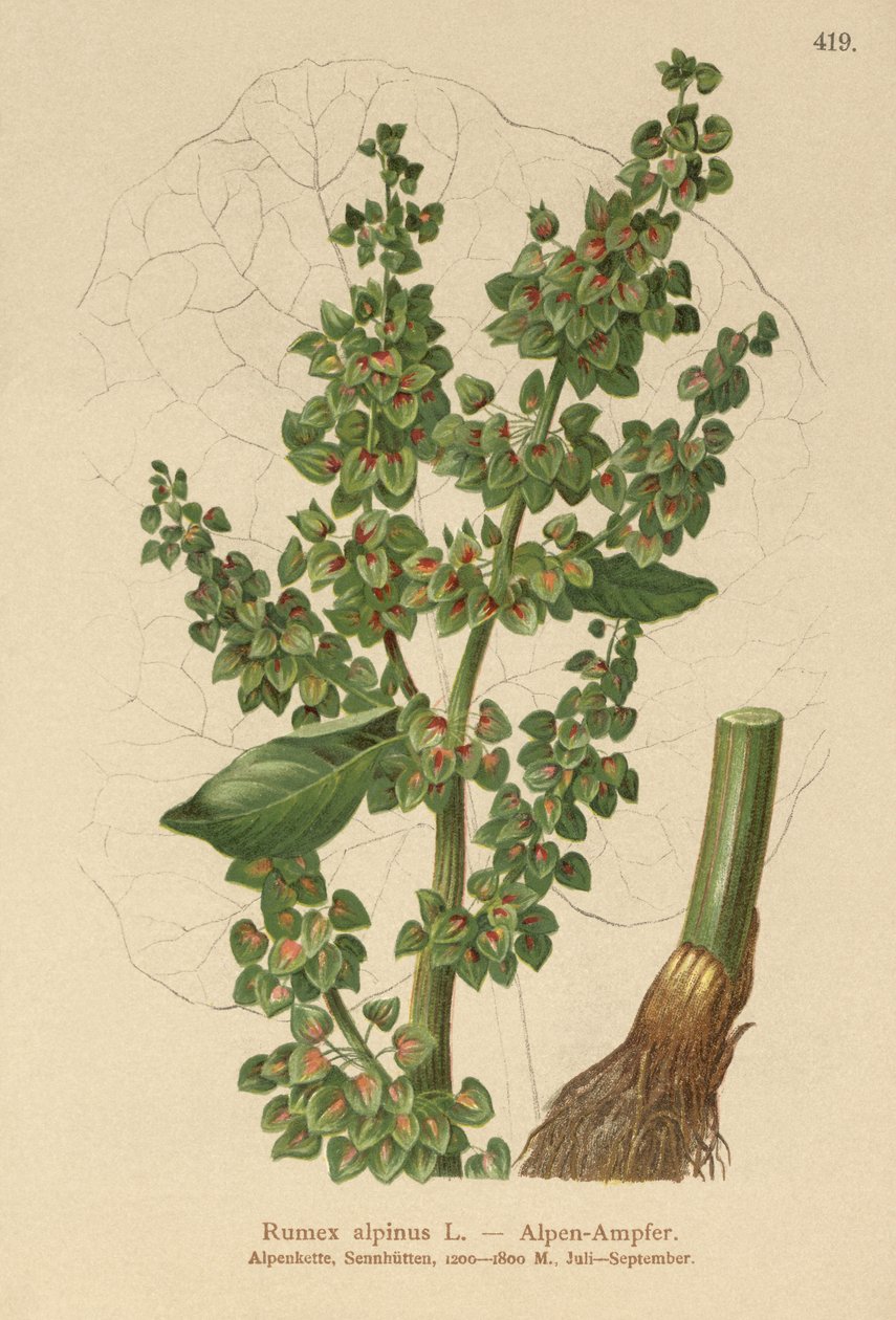 Alpesi dokk (Rumex alpinus) alkotó: German School