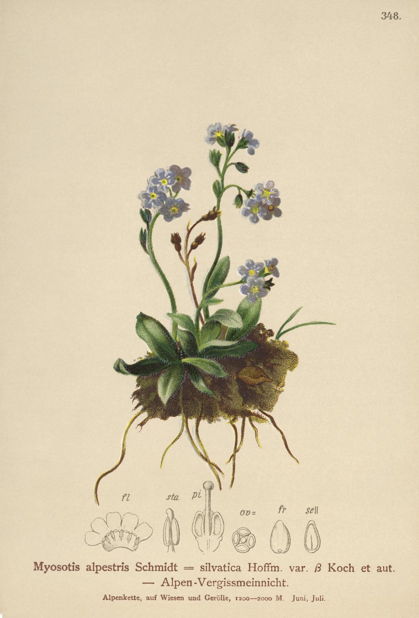 Alpesi nefelejcs (Myosotis alpestris, Myosotis silvatica) alkotó: German School