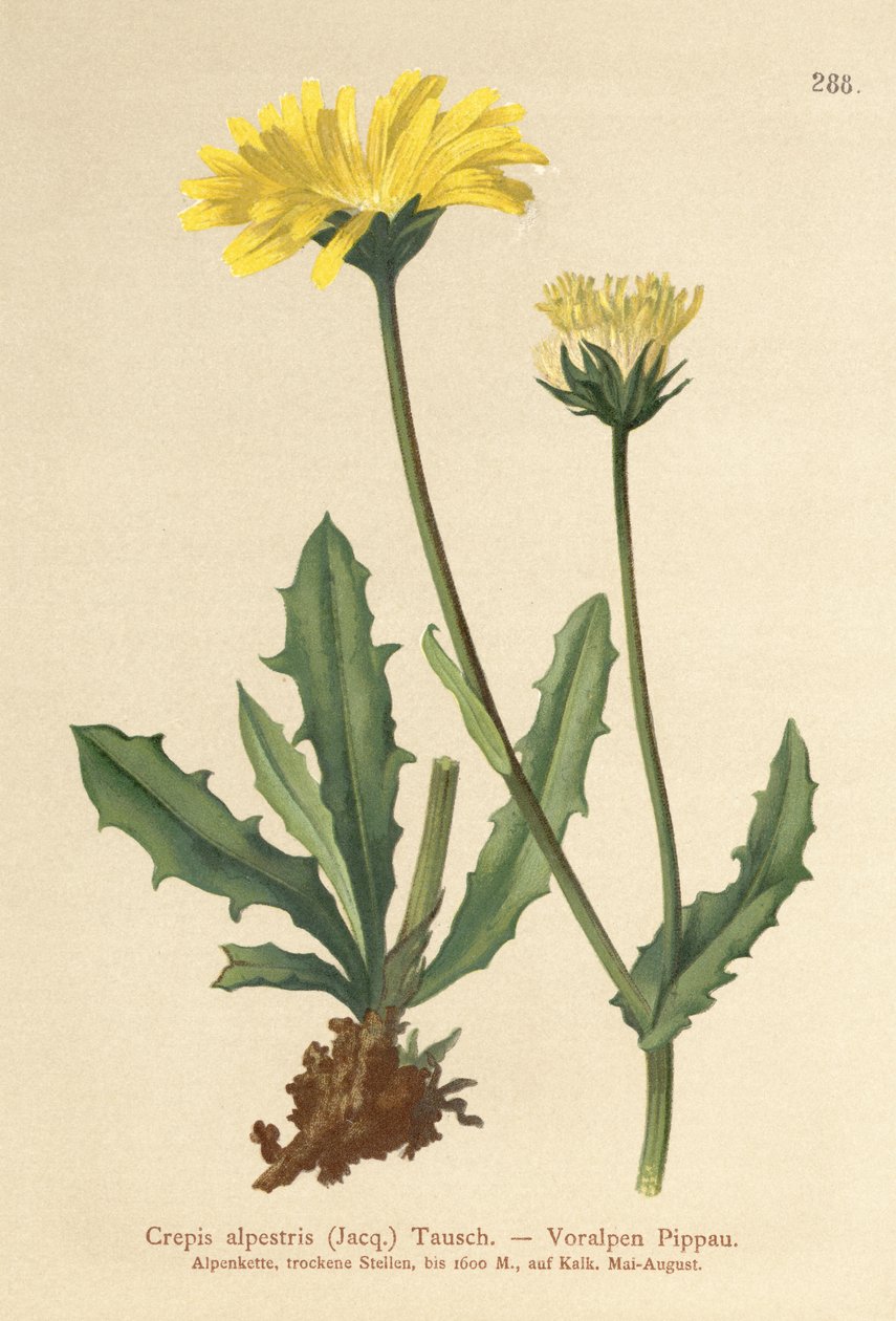 Alpine Hawks Beard (Crepis alpestris) alkotó: German School
