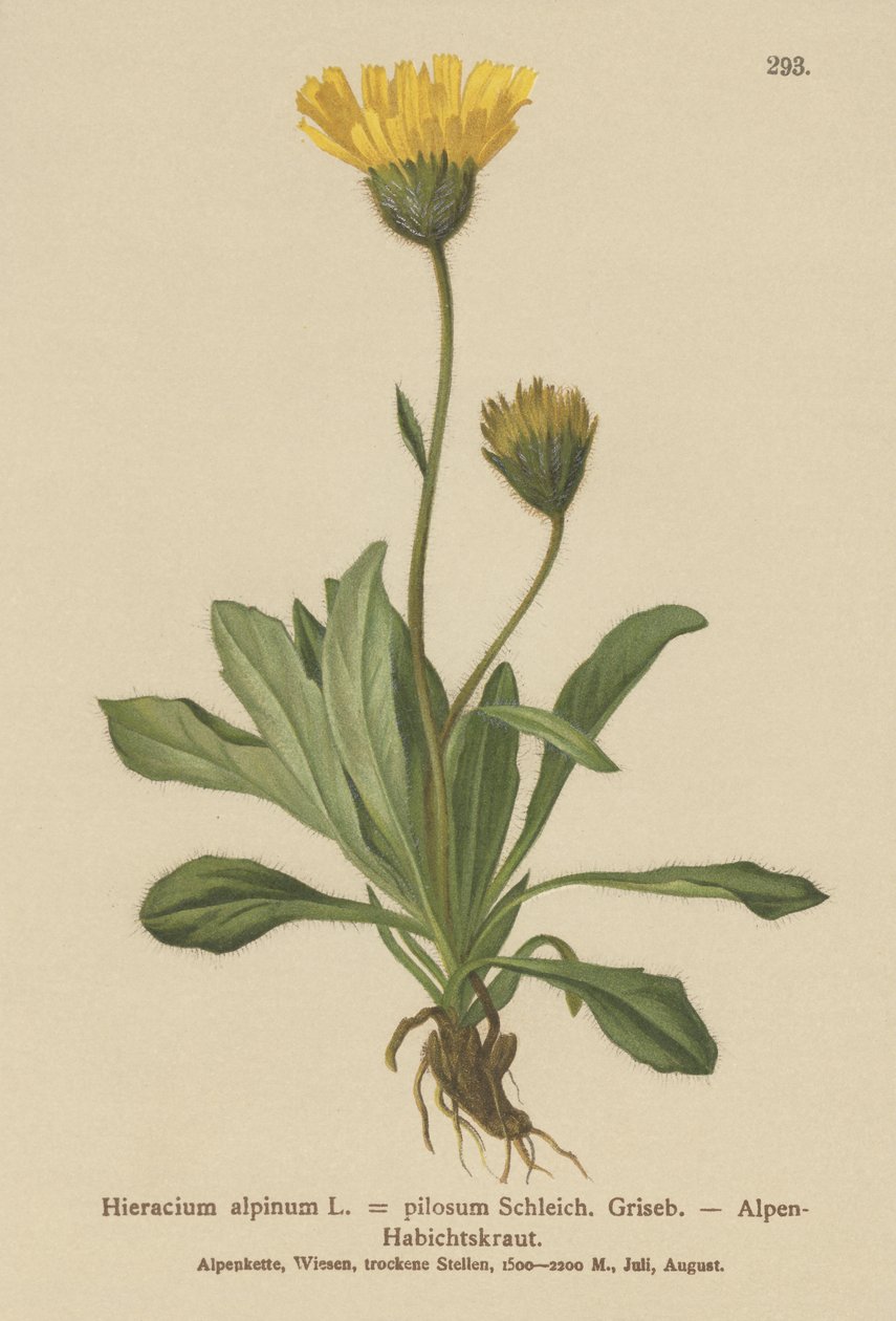 alpesi sólyomfű (Hieracium alpinum, Hieracium alpenum, Hieracium pilosum) alkotó: German School