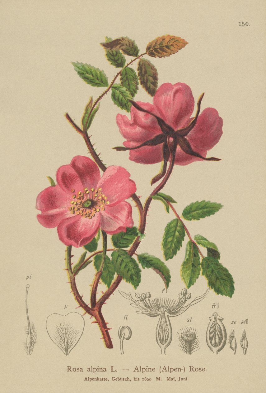 Alpesi sövényrózsa (Rosa alpina, Rosa pendulina) alkotó: German School