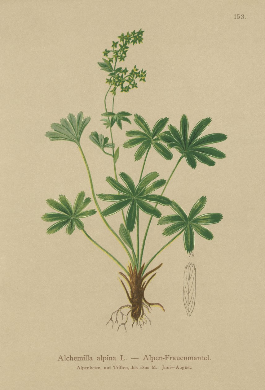 alpesi hölgyköpeny (Alchemilla alpina) alkotó: German School