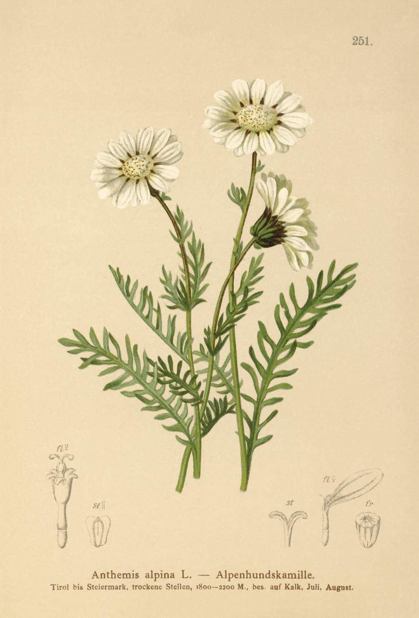 alpesi majális (Anthemis alpina, Achillea oxyloba subsp. schuri) alkotó: German School