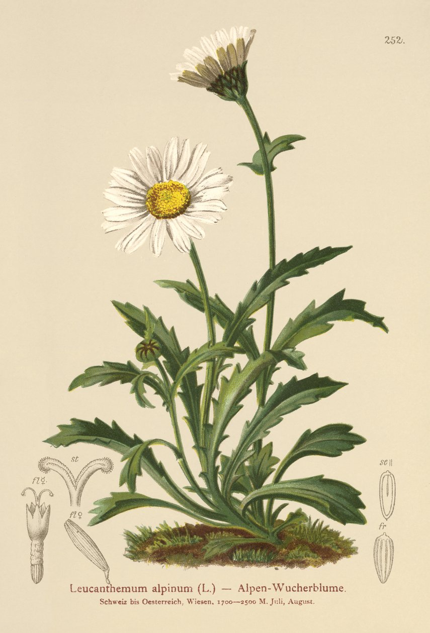 Alpesi holdkóros (Leucanthemum alpinum, Leucanthemopsis alpina, Chrysanthemum alpinum, Tanacetum alpinum) alkotó: German School
