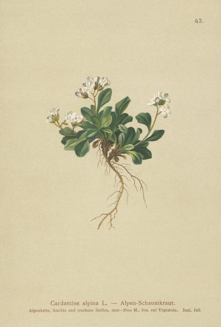 Alpesi északi sziklatorma (Cardamine alpina) alkotó: German School