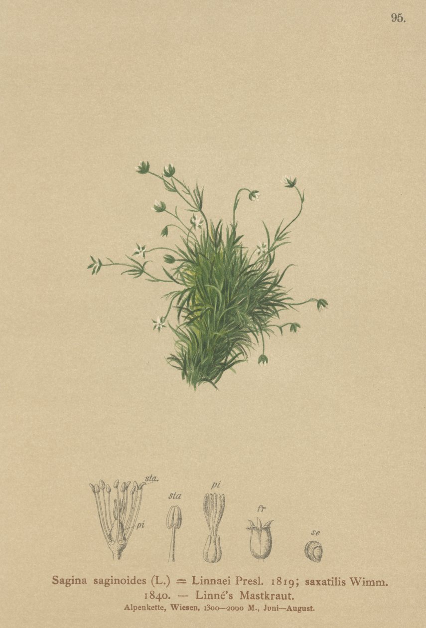 Alpesi gyöngyvirág (Sagina saginoides, Sagina Linnaei, Sagina saxatilis) alkotó: German School