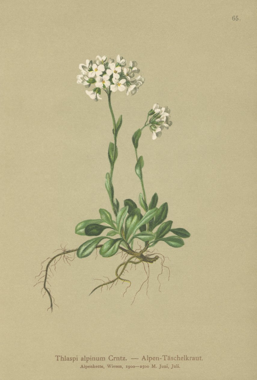 Alpesi torma (Thlaspi alpinum, Noccaea alpestris subsp. alpestris, Thlaspi minimum, Noccaea crantzii, Thlaspi kerneri, Thlaspi alpinum var. kerneri, Thlaspi alpestris) alkotó: German School