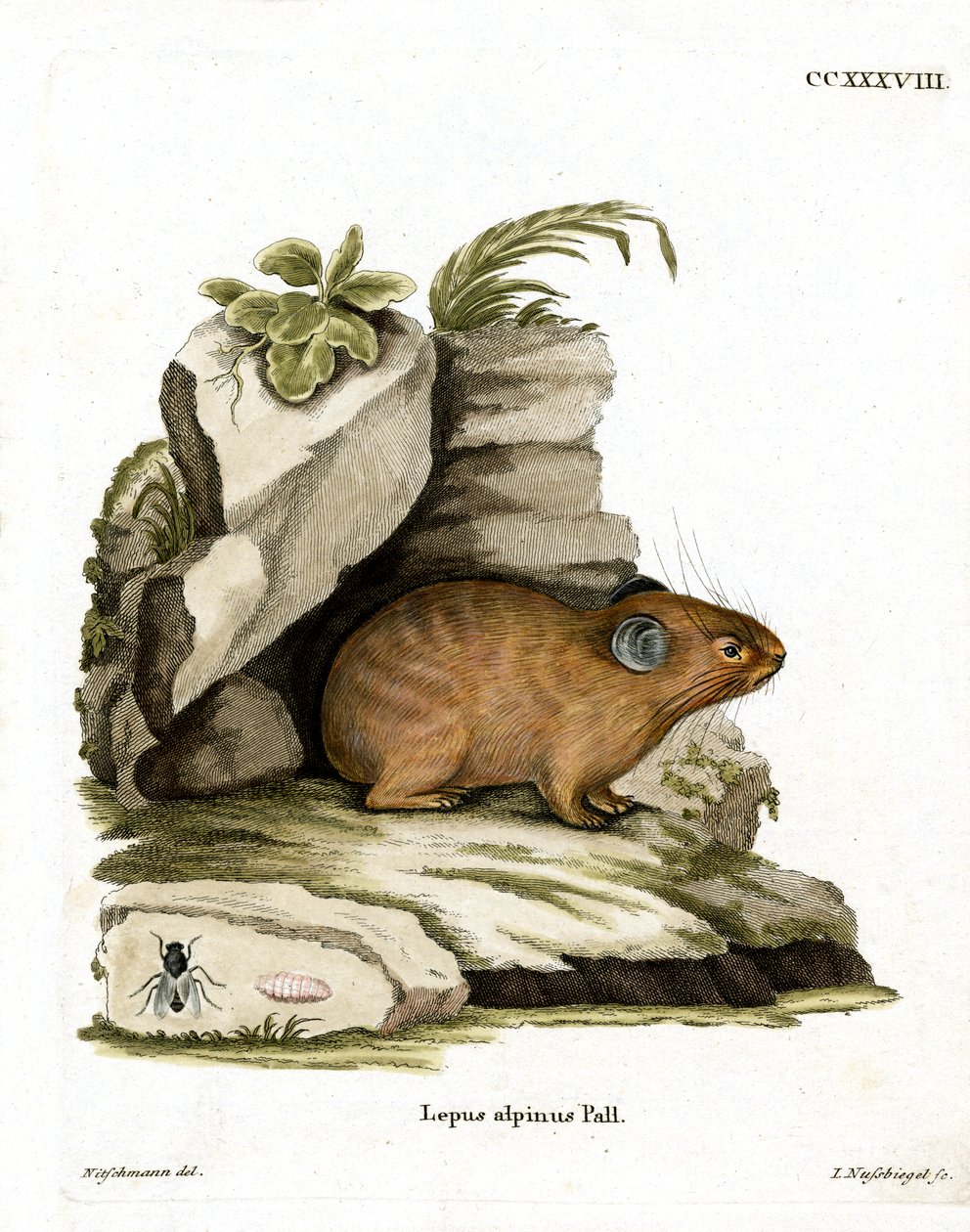 Alpine Pika (színes metszet) alkotó: German School