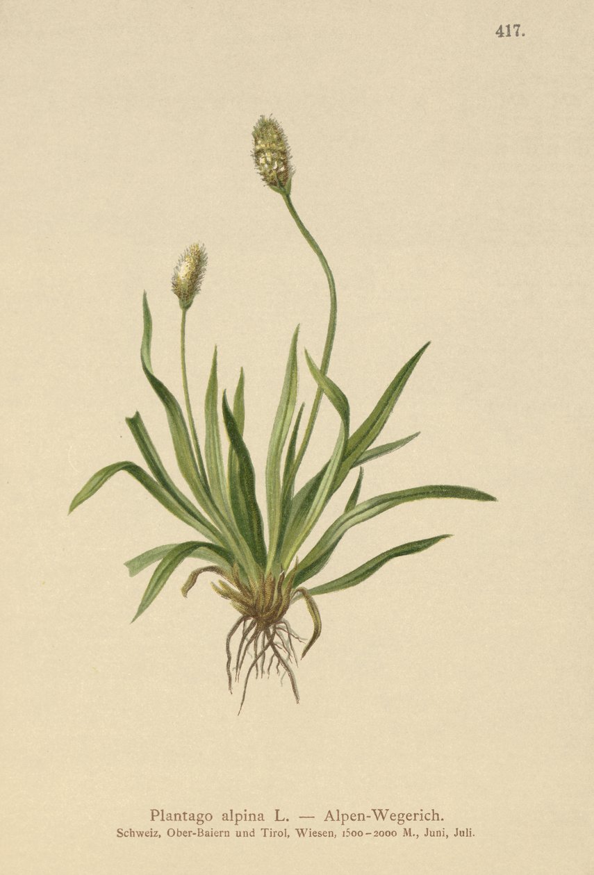 Alpesi útifű (Plantago alpina) alkotó: German School