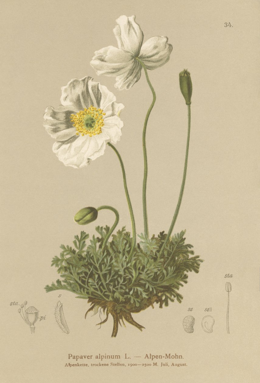 alpesi mák (Papaver alpinum, subsp. alpinum) alkotó: German School