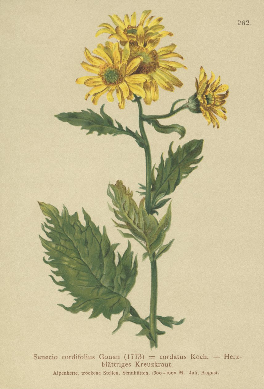 Alpesi parlagfű (Senecio cordifolius, Senecio cordifolius, Senecio alpinus, Jacobaea alpina) alkotó: German School