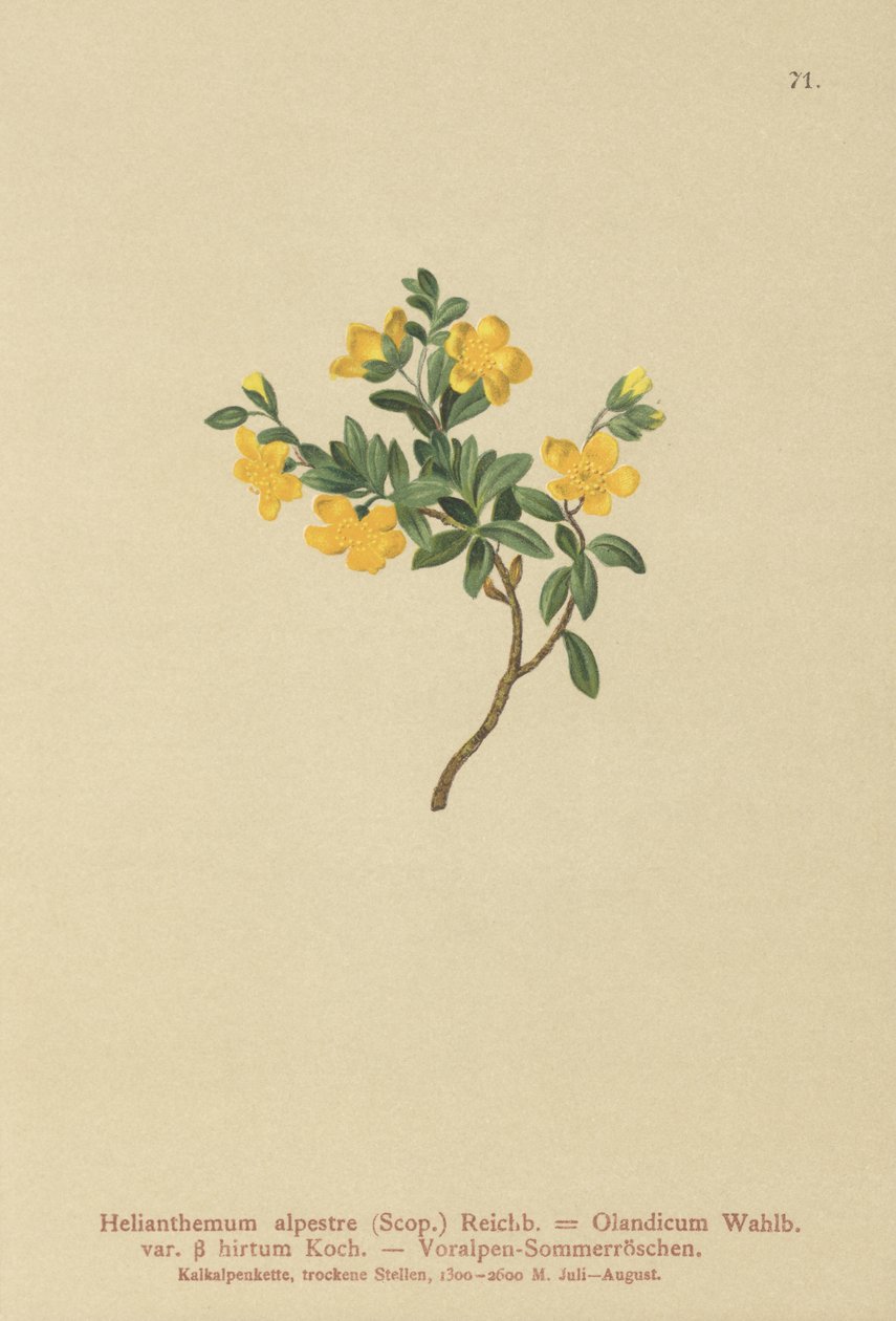 Alpesi sziklarózsa (Helianthemum alpestre, Helianthemum Olandicum var. hirtum, Helianthemum montanum) alkotó: German School
