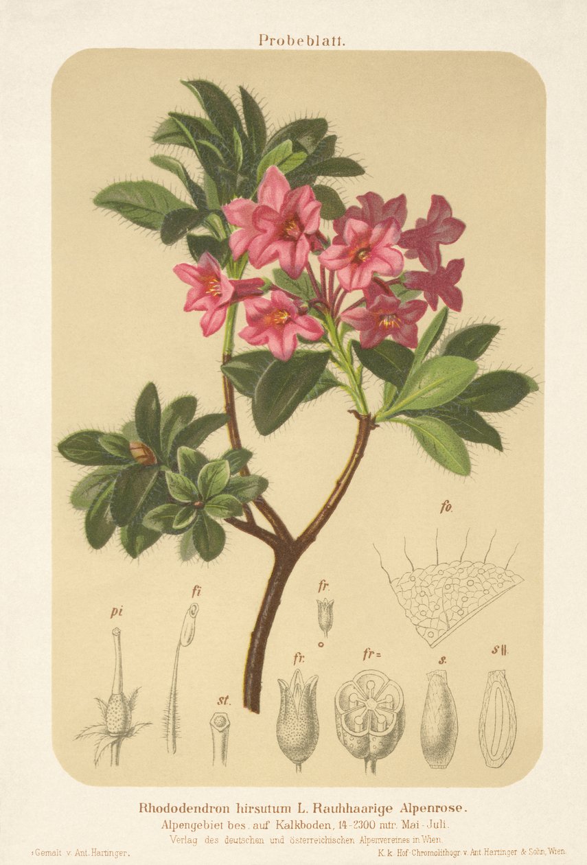 Alpesi rózsa (Rhododendron hirsutum) alkotó: German School