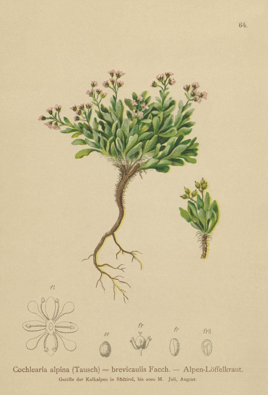 Alpesi skorbut (Cochlearia alpina, Cochlearia brevicaulis) alkotó: German School