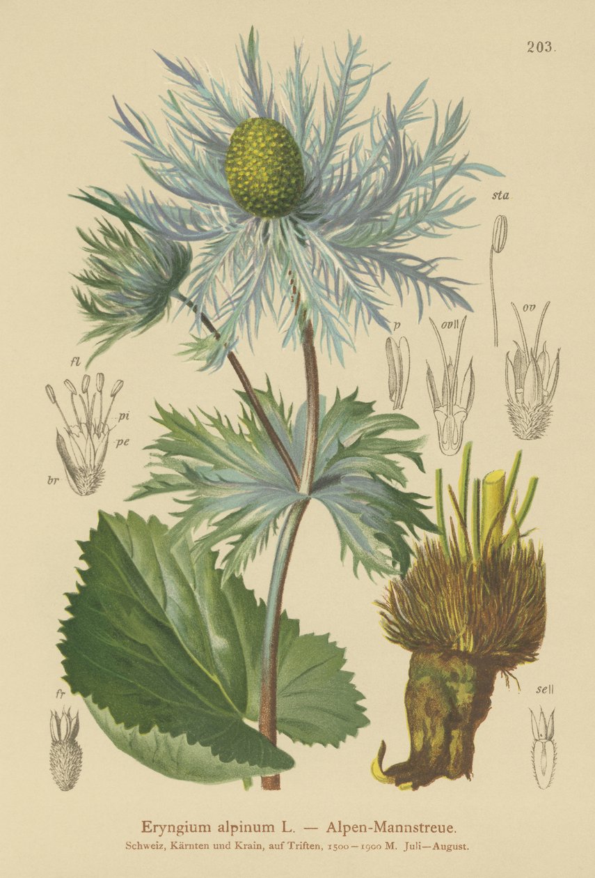 Alpesi tengeri magyal (Eryngium alpinum) alkotó: German School