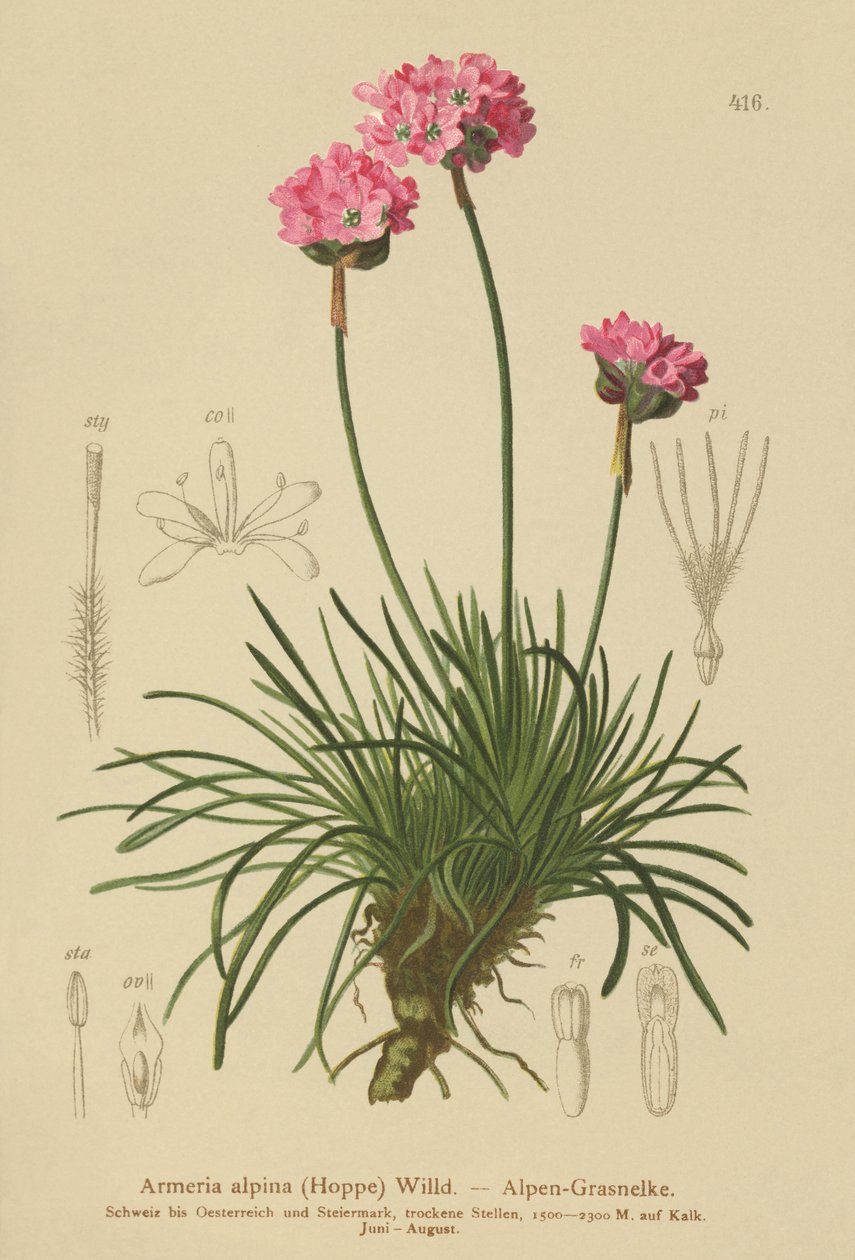 Alpesi takarékosság (Armeria alpina) alkotó: German School