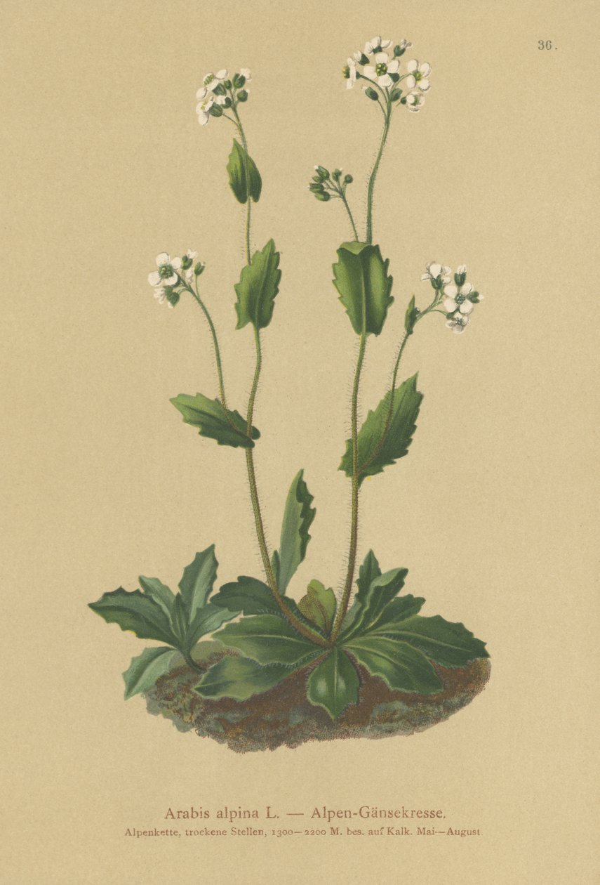 Alpesi zsázsa (Arabis alpina) alkotó: German School