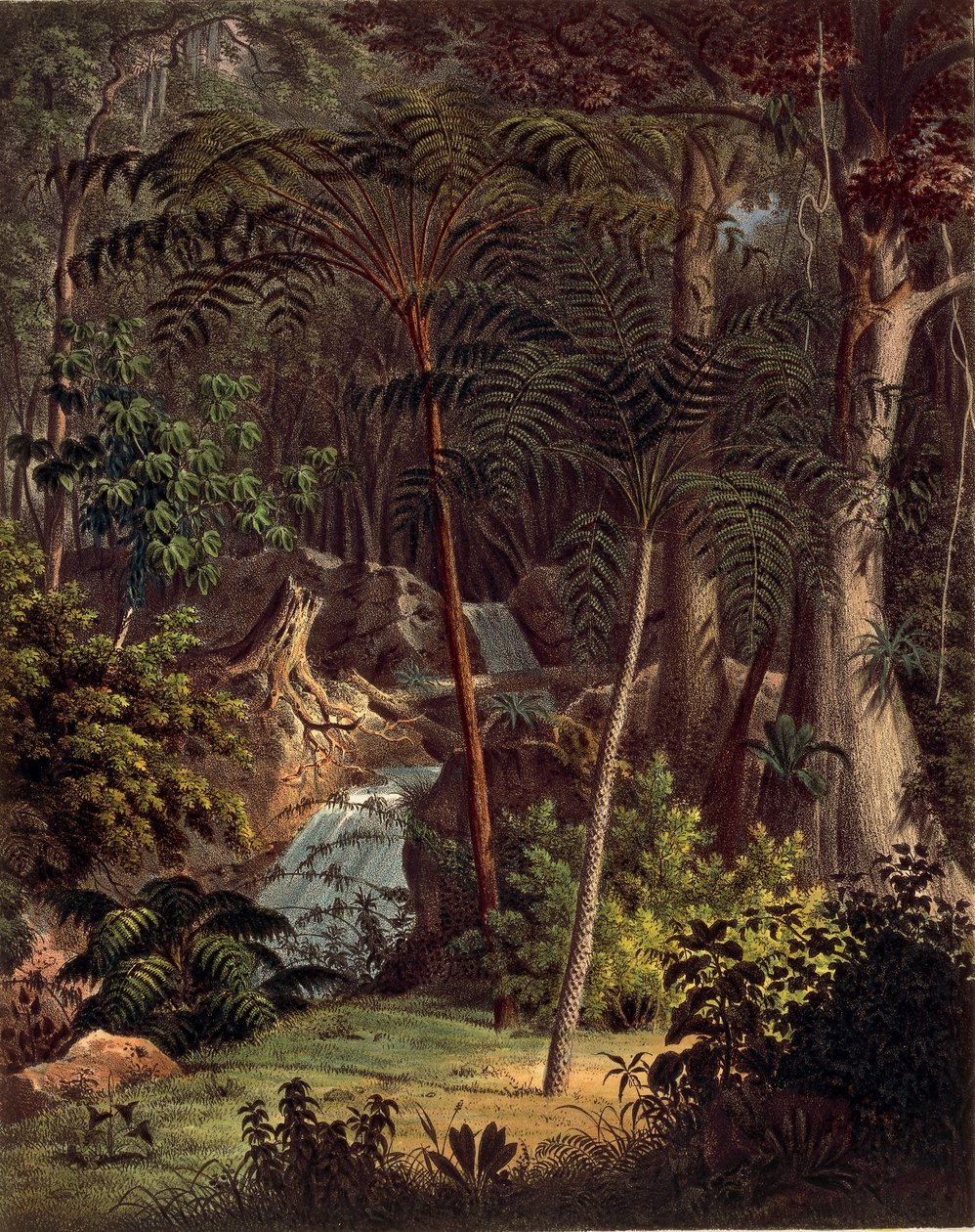 Amazon Rainforest, XXVII. táblázat a „Plantarum Cryptogamicarum Brasiliensiumból”, Johann Baptist Von Spix és Carl Friedrich Von Martius alkotó: German School
