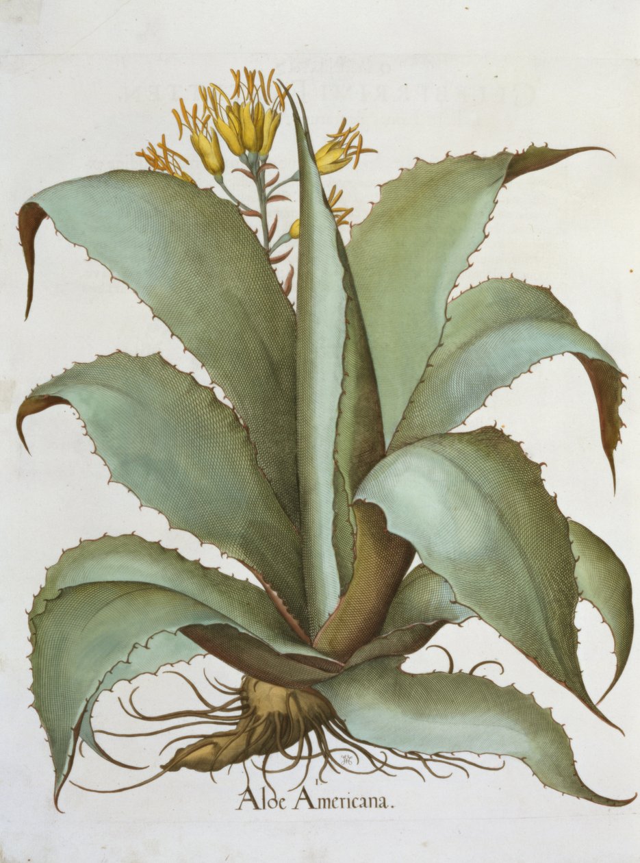 Amerikai aloe: Aloe Americana, a Hortus Eystettensisből, Basil Besler (1561-1629), pub. 1613 alkotó: German School