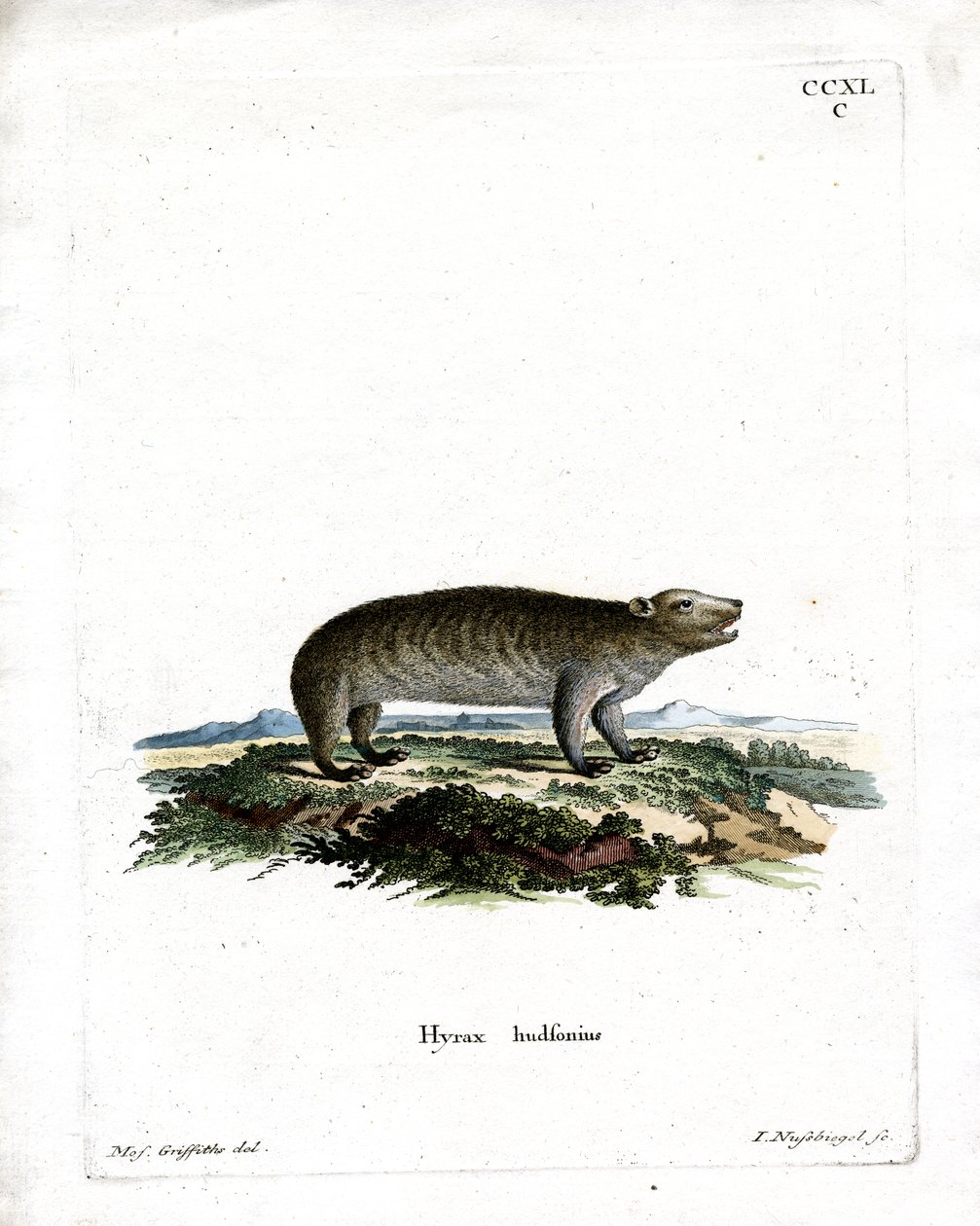 Amerikai Hyrax (színes gravírozás) alkotó: German School