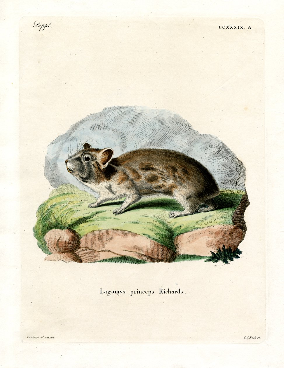 Amerikai Pika (színes metszet) alkotó: German School