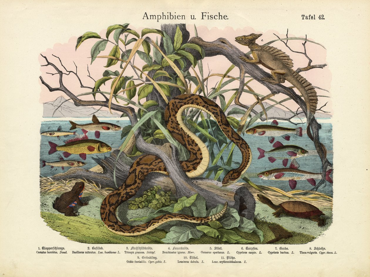 Kétéltűek és halak, 1860 körül alkotó: German School