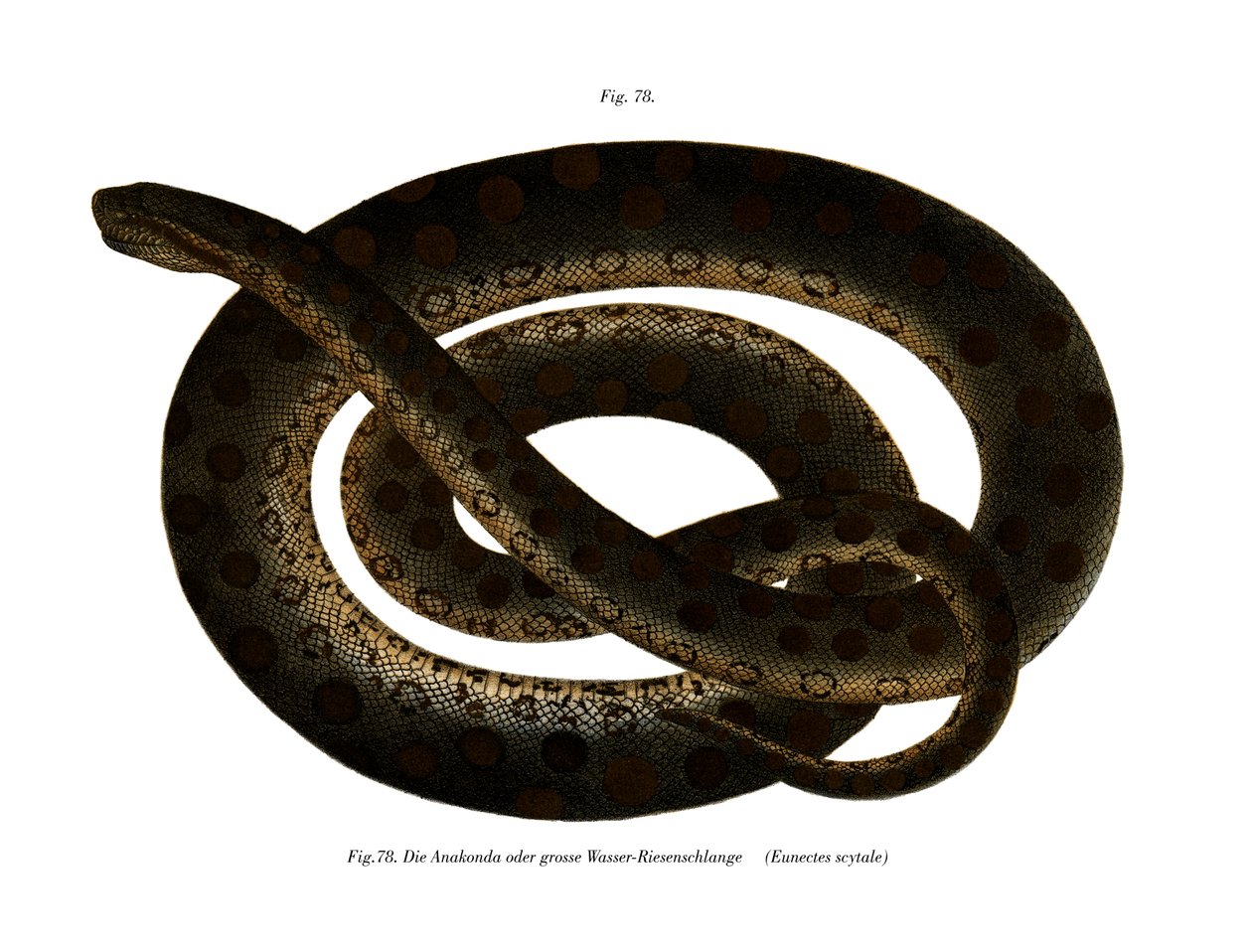 Anaconda (színes litó) alkotó: German School
