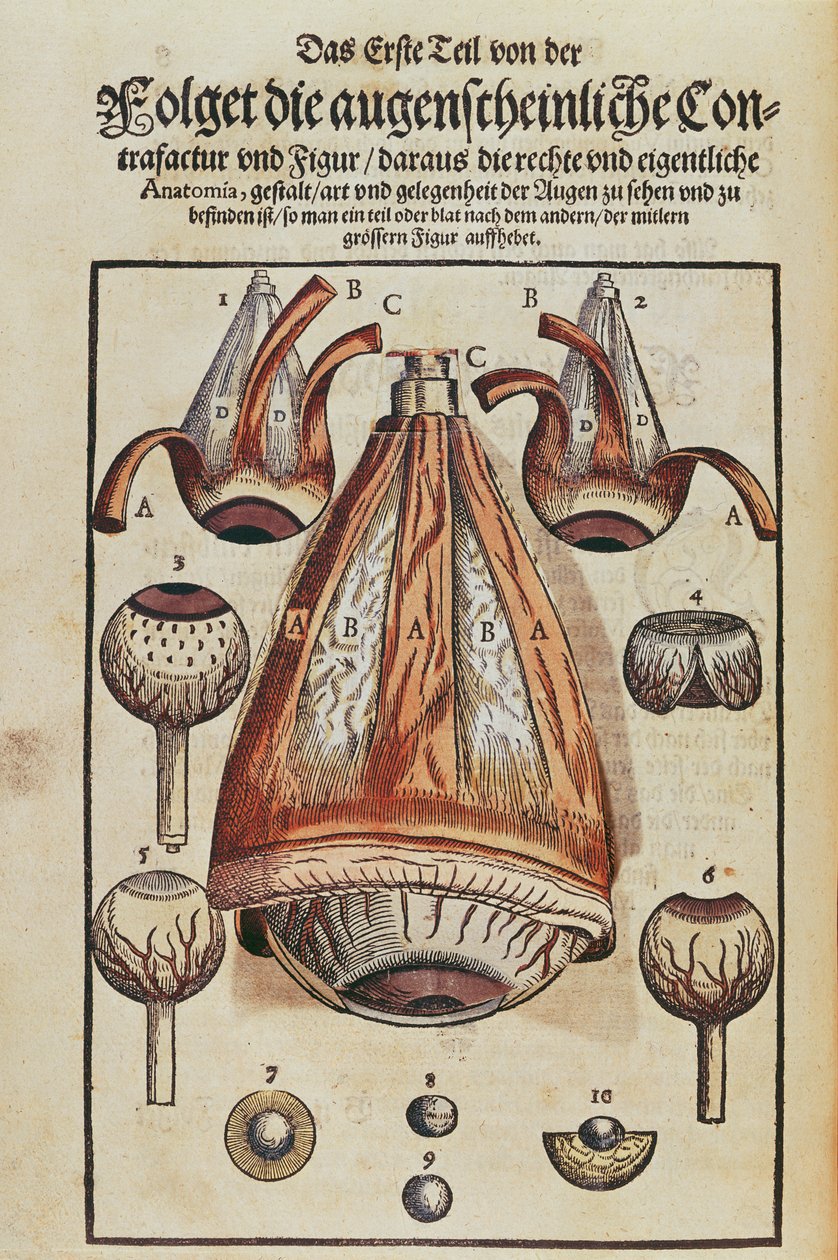 A szem anatómiája, Georg Bartisch (1535-1636) Ophthalmodouleia-ból, 1583-ban Drezdában (színes fatömbnyomat) (lásd még: 236712) alkotó: German School
