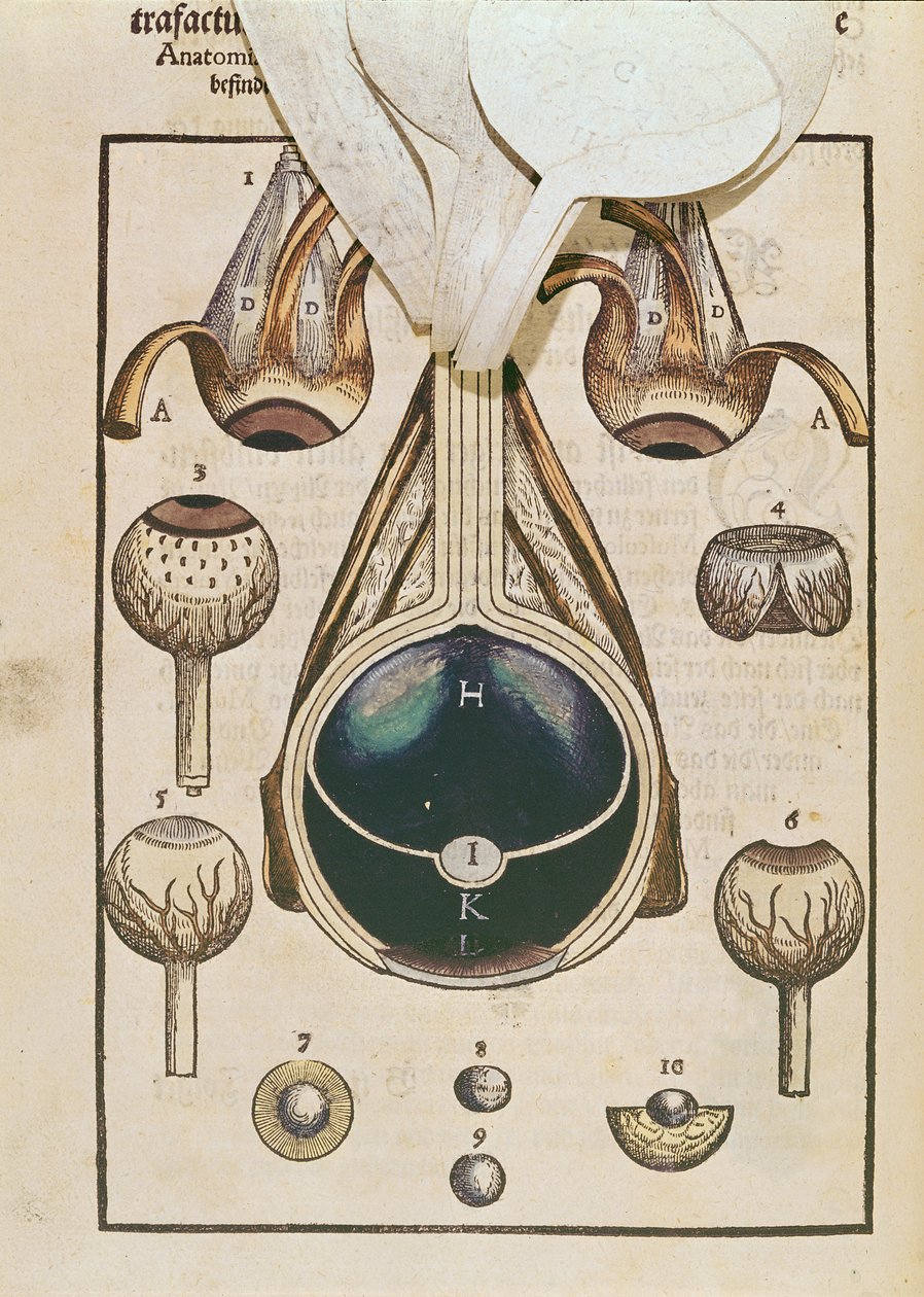 A szem anatómiája, Georg Bartisch (1535-1636) Ophthalmodouleia-ból, 1583-ban Drezdában (színes fatömbnyomat) (lásd még: 236711) alkotó: German School