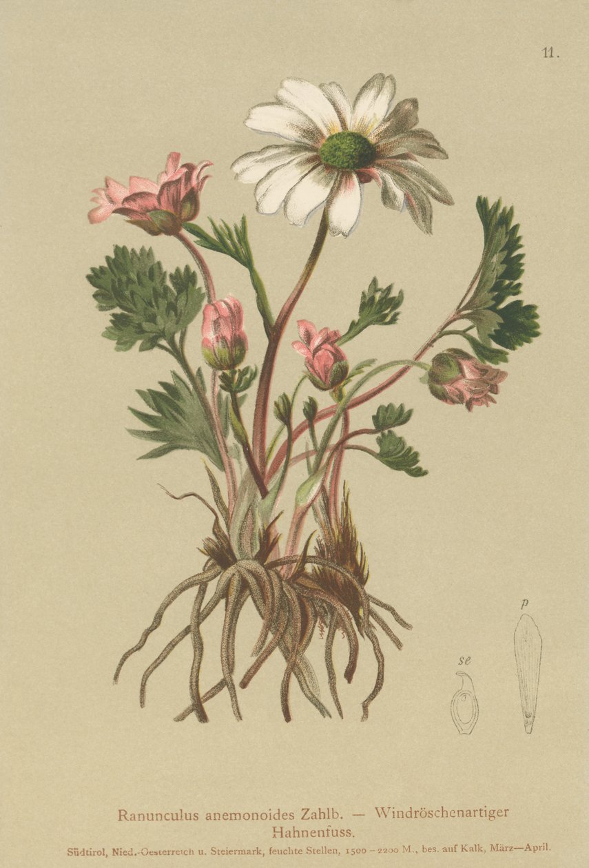 Anemone-szerű varjúláb (Ranunculus anemonoides, Callianthemum anemonoides) alkotó: German School