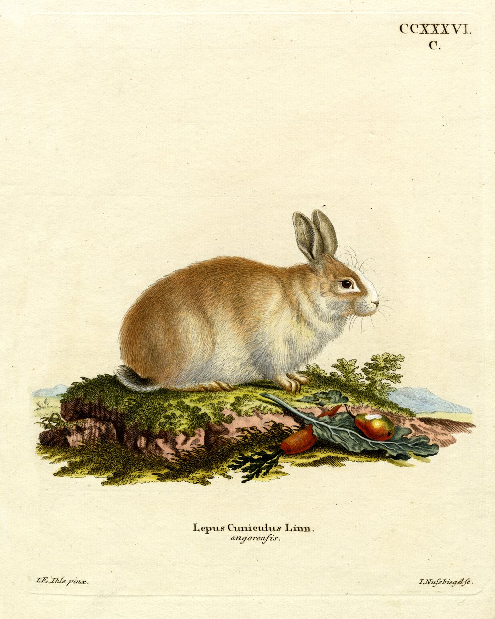 Angora Rabbit (színes metszet) alkotó: German School