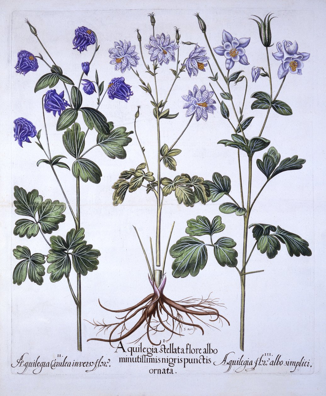 Aquilegia, Hortus Eystettensisből, Basil Besler (1561-1629), pub. 1613 (kézzel színezett metszet) alkotó: German School