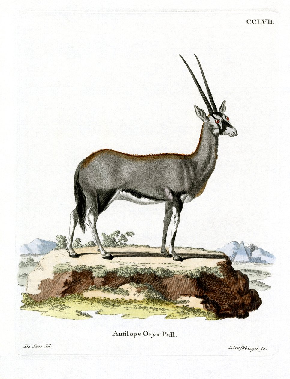 Arab Oryx (színes metszet) alkotó: German School