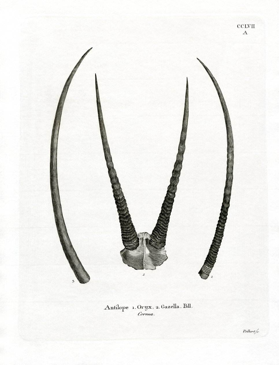 Arab Oryx szarv (színes metszet) alkotó: German School