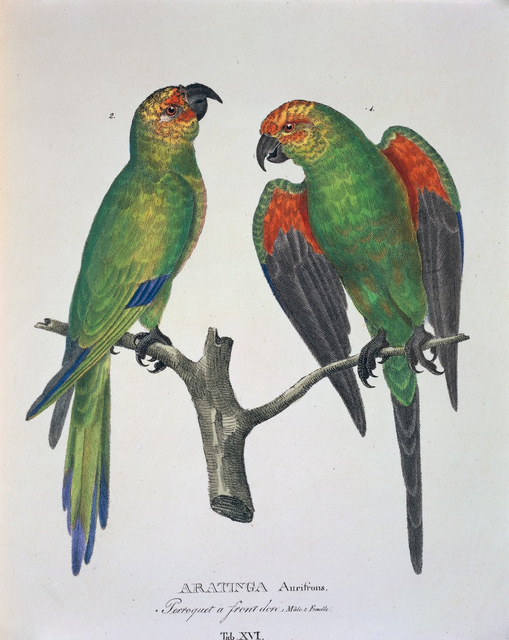 Aratinga Aurifrons (hím és nőstény), XVI. tábla a Johann Baptist von Spix és Carl Friedrich von Martius által készített „Avium Species New in Brazíliából” alkotó: German School