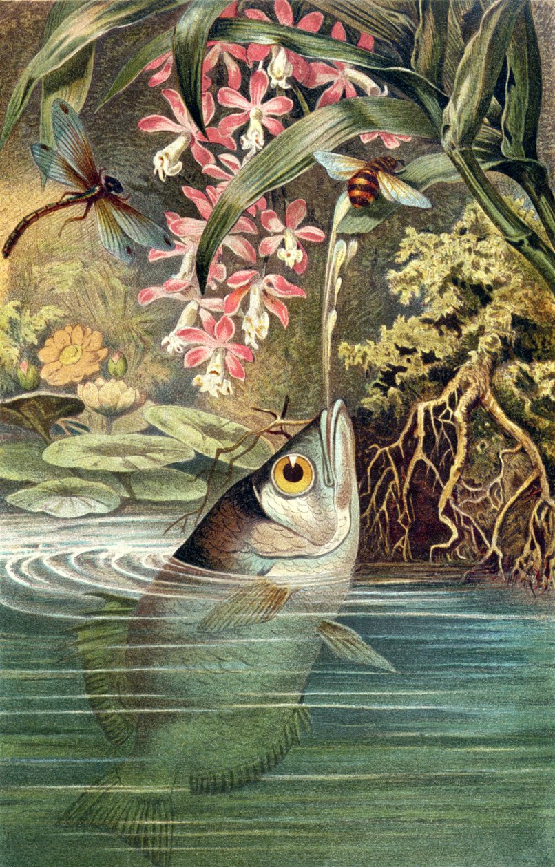 Archerfish, lemez Brehm