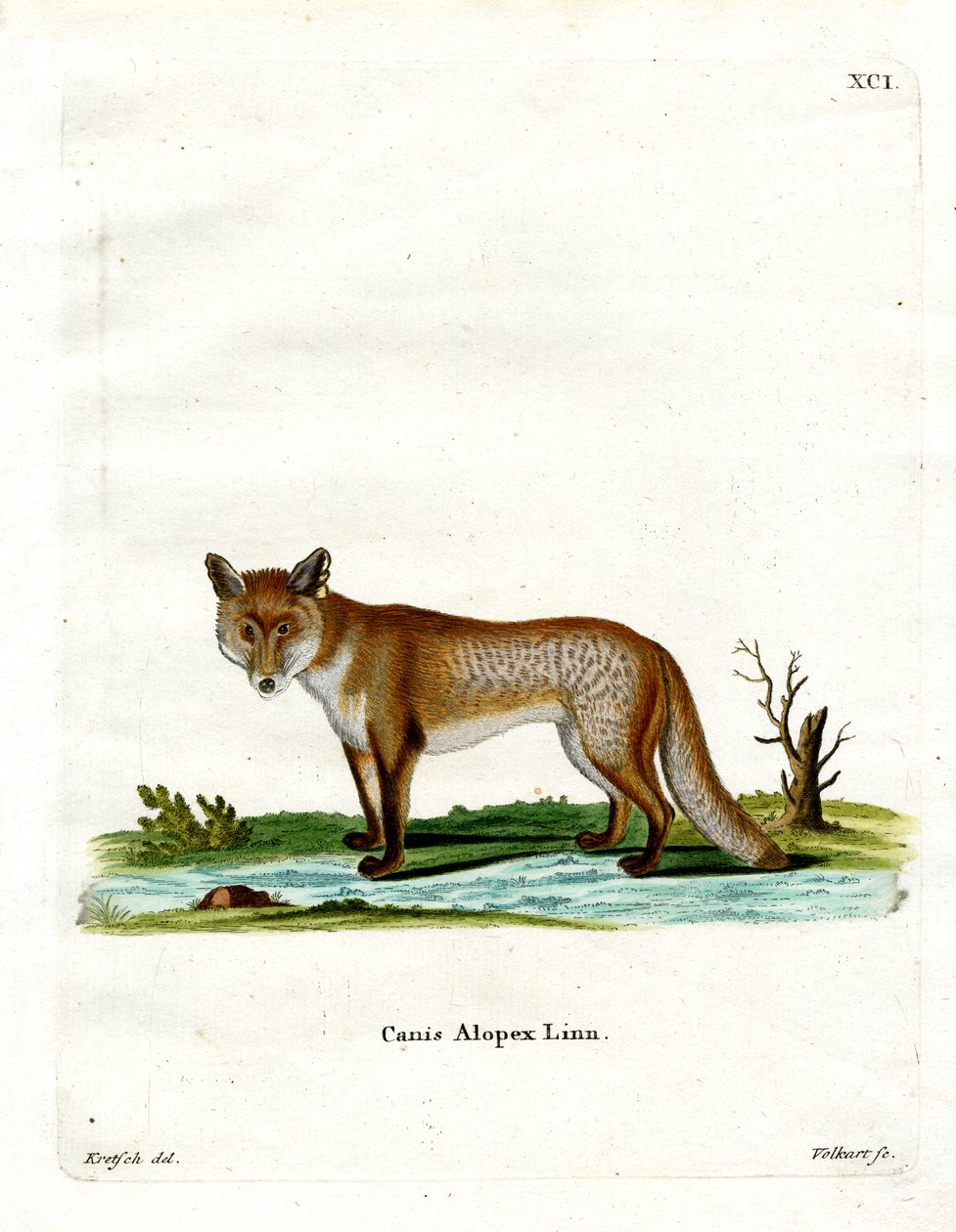 Arctic Fox (színes metszet) alkotó: German School