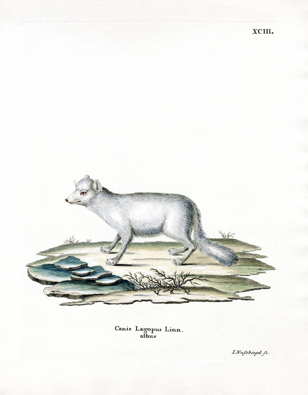 Arctic Fox (színes metszet) alkotó: German School