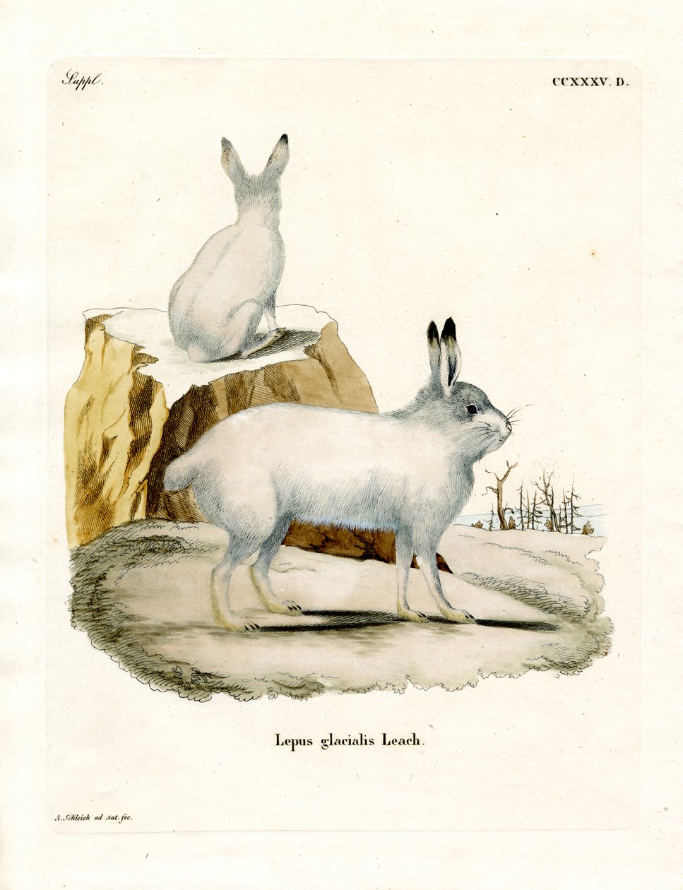 Arctic Hare (színes metszet) alkotó: German School