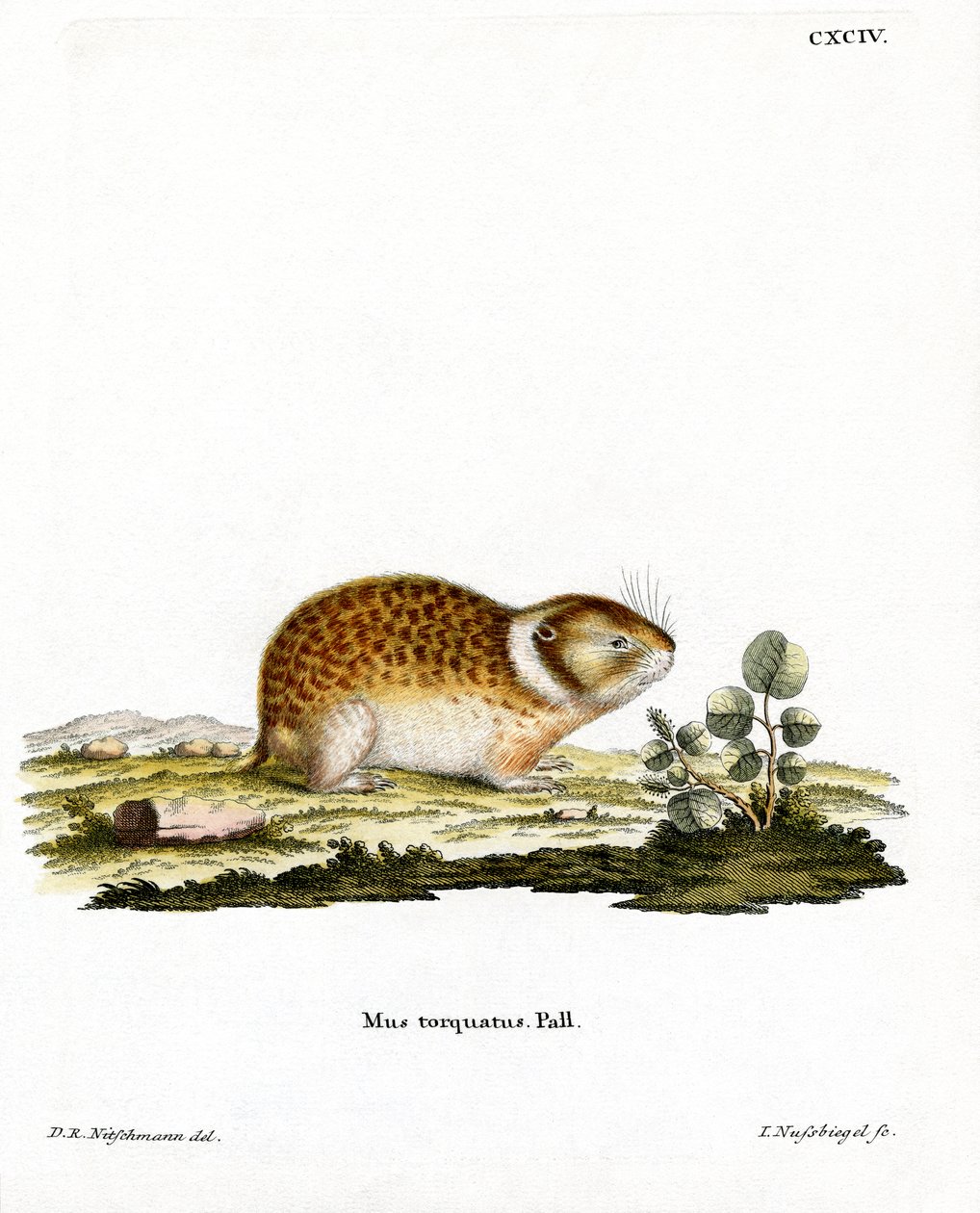 Arctic Lemming (színes metszet) alkotó: German School