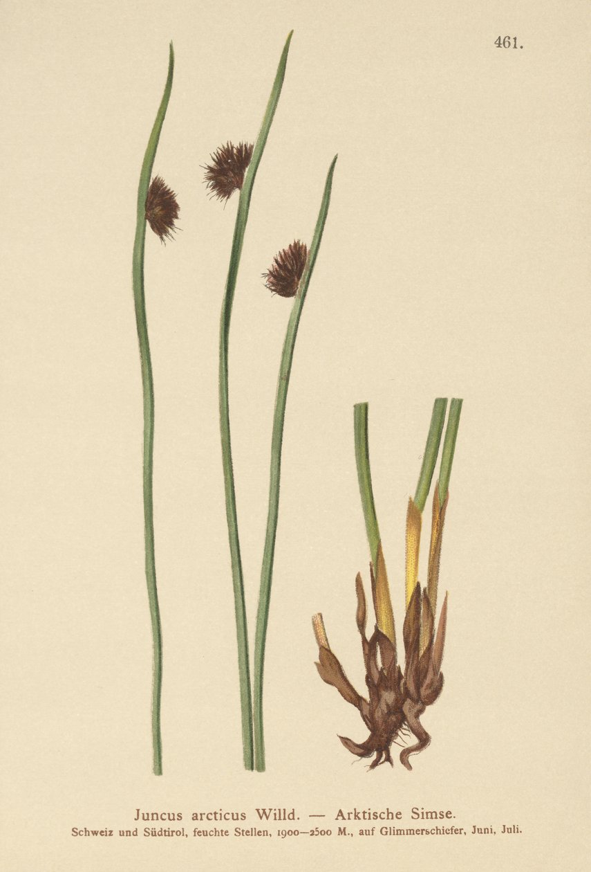 Arctic Rush (Juncus arcticus) alkotó: German School