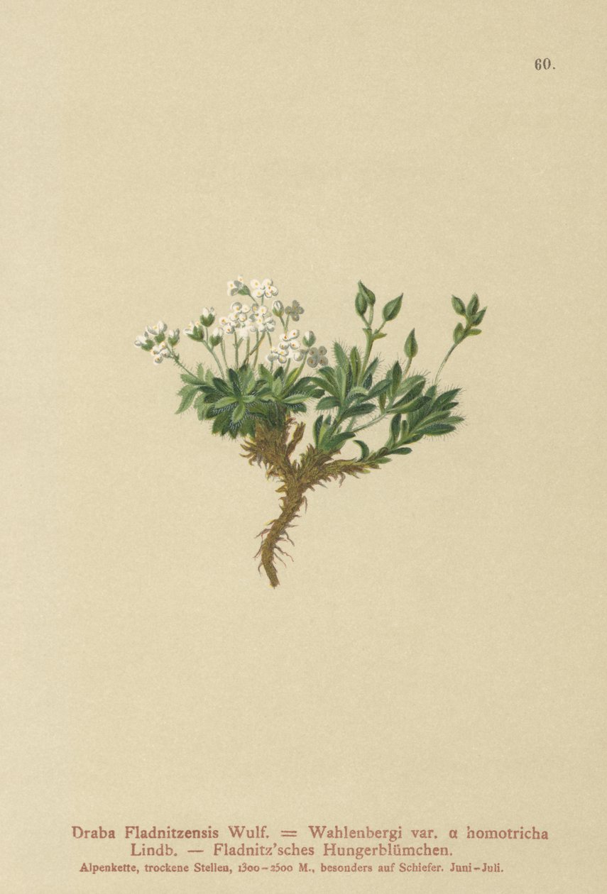 Sarkvidéki dráma (Draba Fladnitzensis, Draba altaica, Draba Wahlenbergi) alkotó: German School