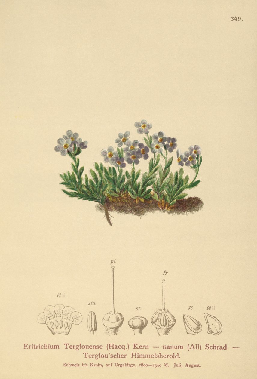 Sarkvidéki nefelejcs (Eritrichium nanum, Eritrichium Terglouense) alkotó: German School